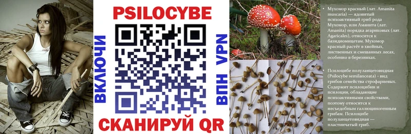 KRAKEN вход  Вологда  Псилоцибиновые грибы Psilocybe 