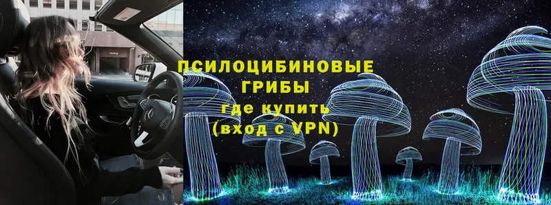 Псилоцибиновые грибы Psilocybe  где найти наркотики  Вологда 